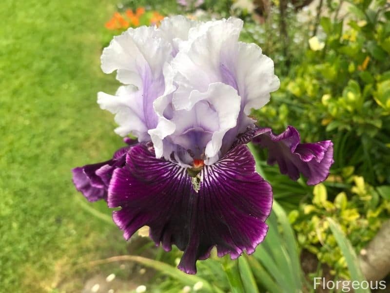 white purple iris