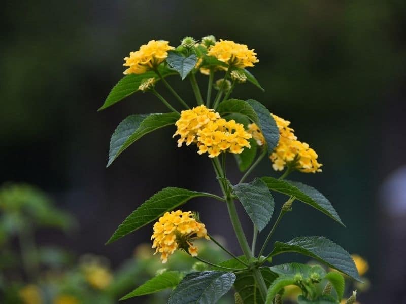 yellow lantana