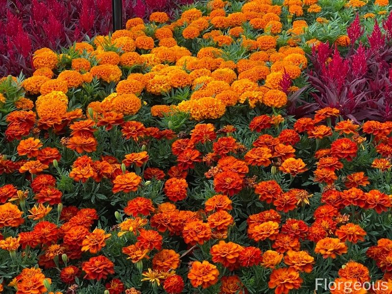 yellow orange marigolds