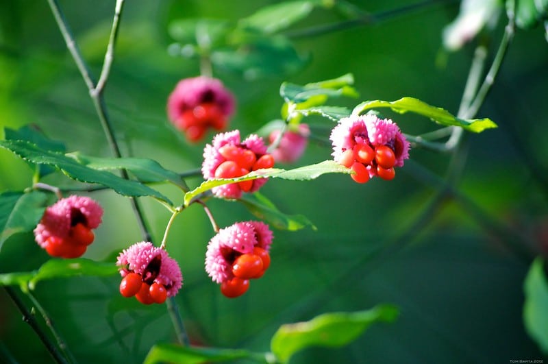 american strawberry bush