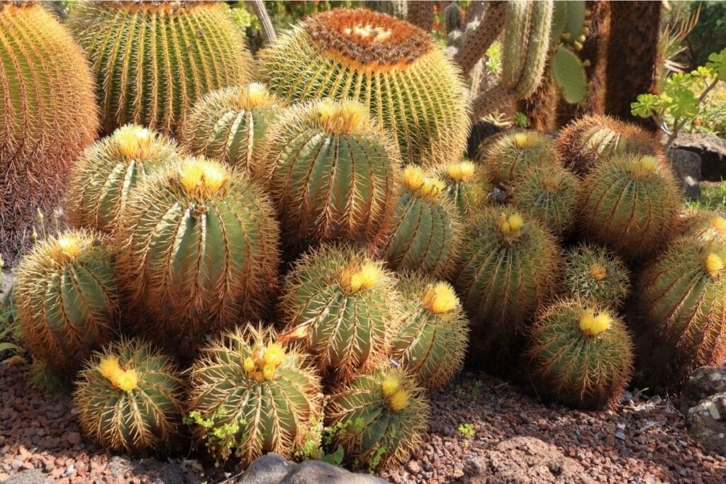 barrel cactus care