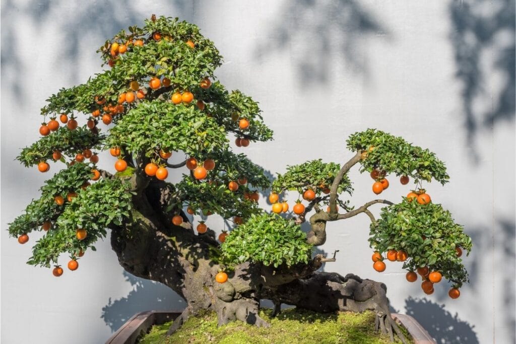 bonsai fruit tree