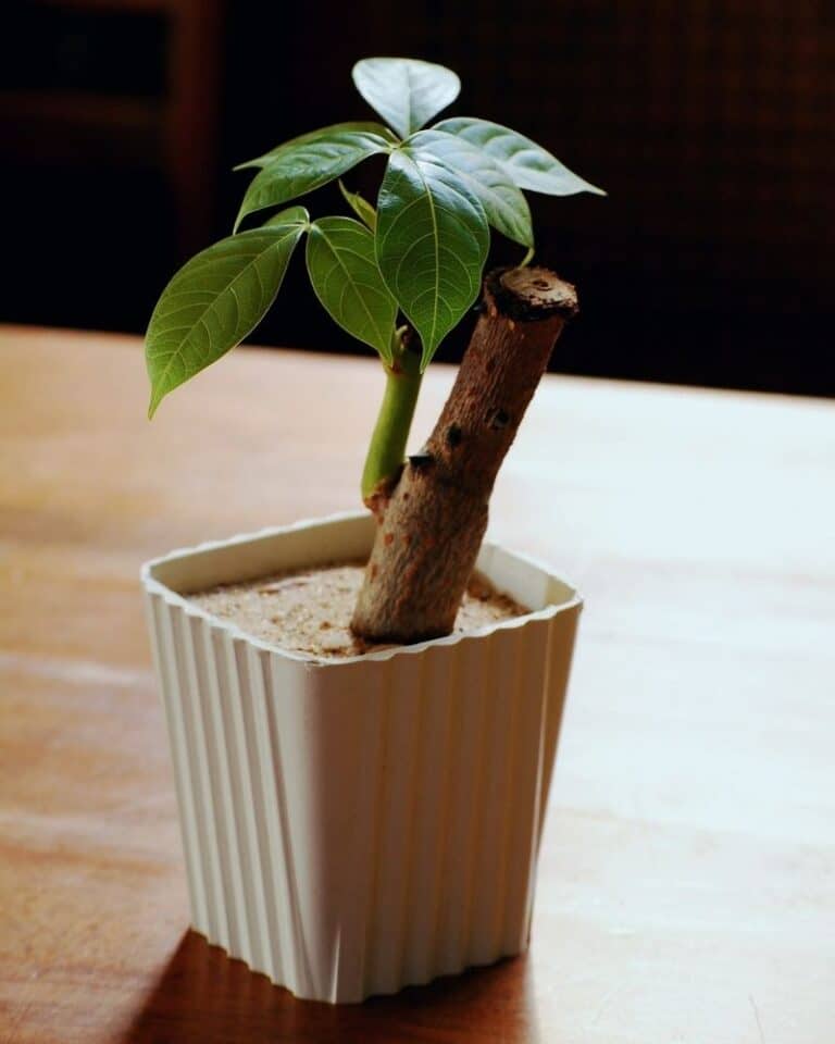 thumbnail image 2 of 5 Pachira Aquatica Seeds - Indoor Bonsai Money Tree, Caudex Plant, Exotic Succulent 2 of 3