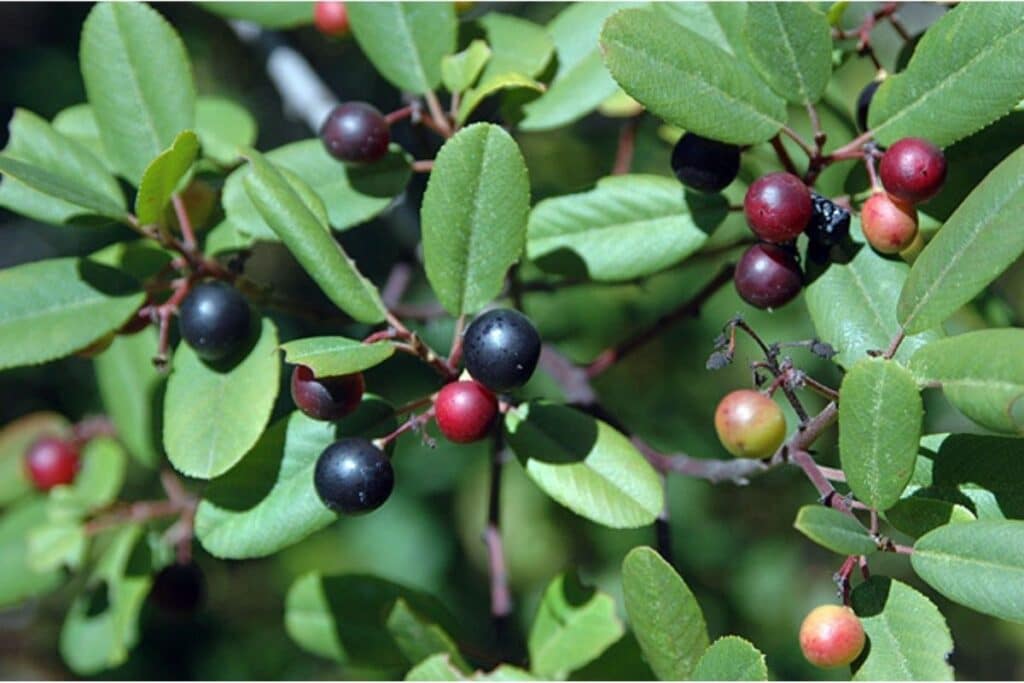 California Coffeeberry