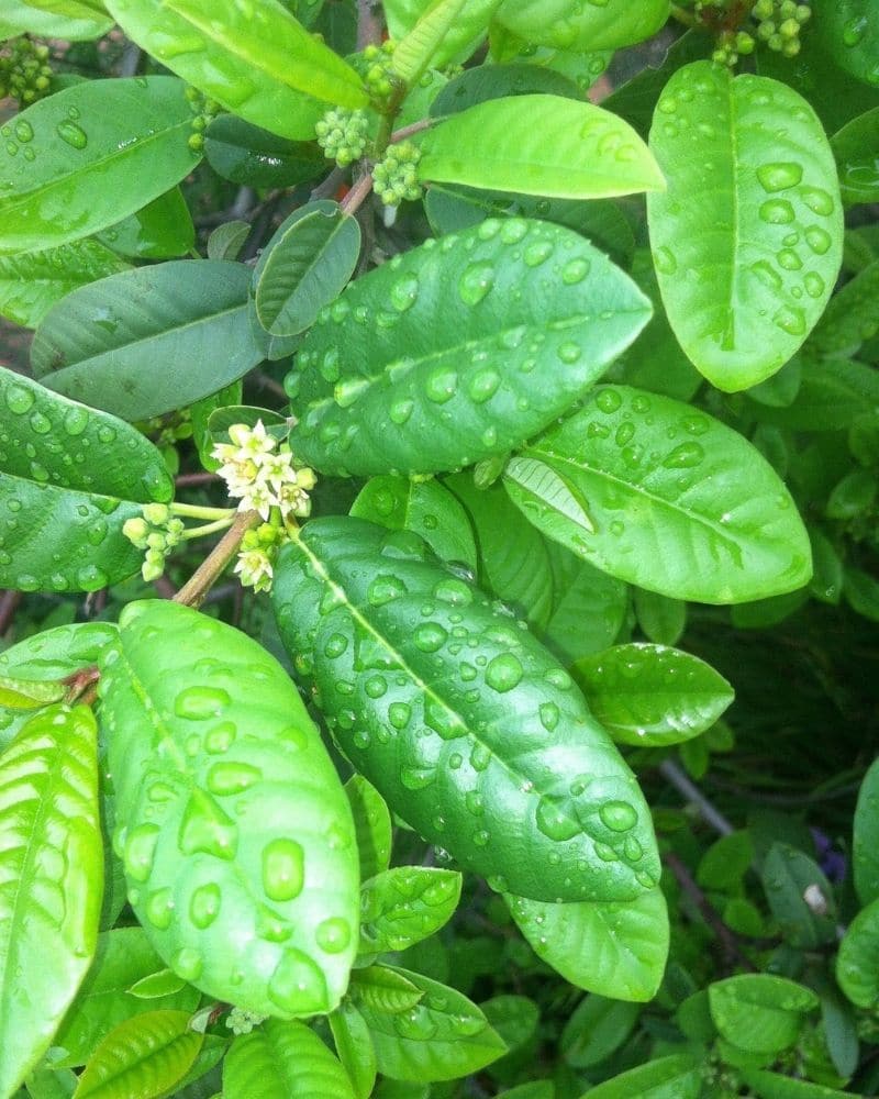 coffeeberry shrub