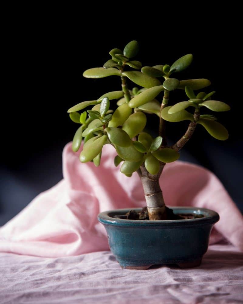 crassula ovata bonsai