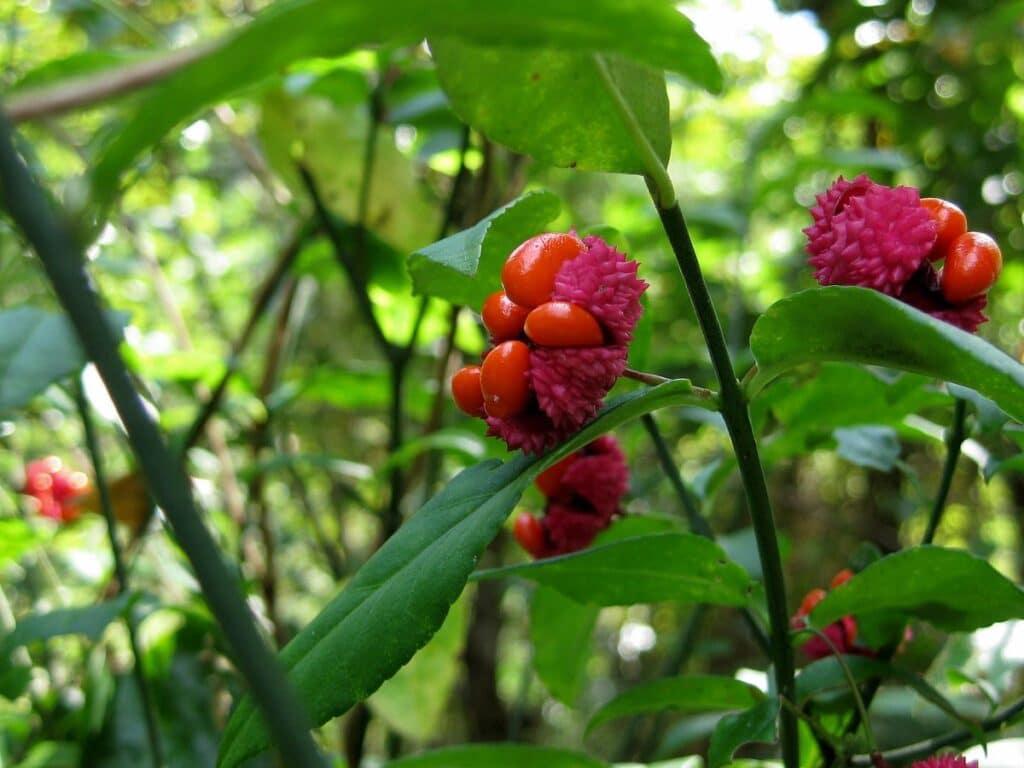 Euonymus americanus