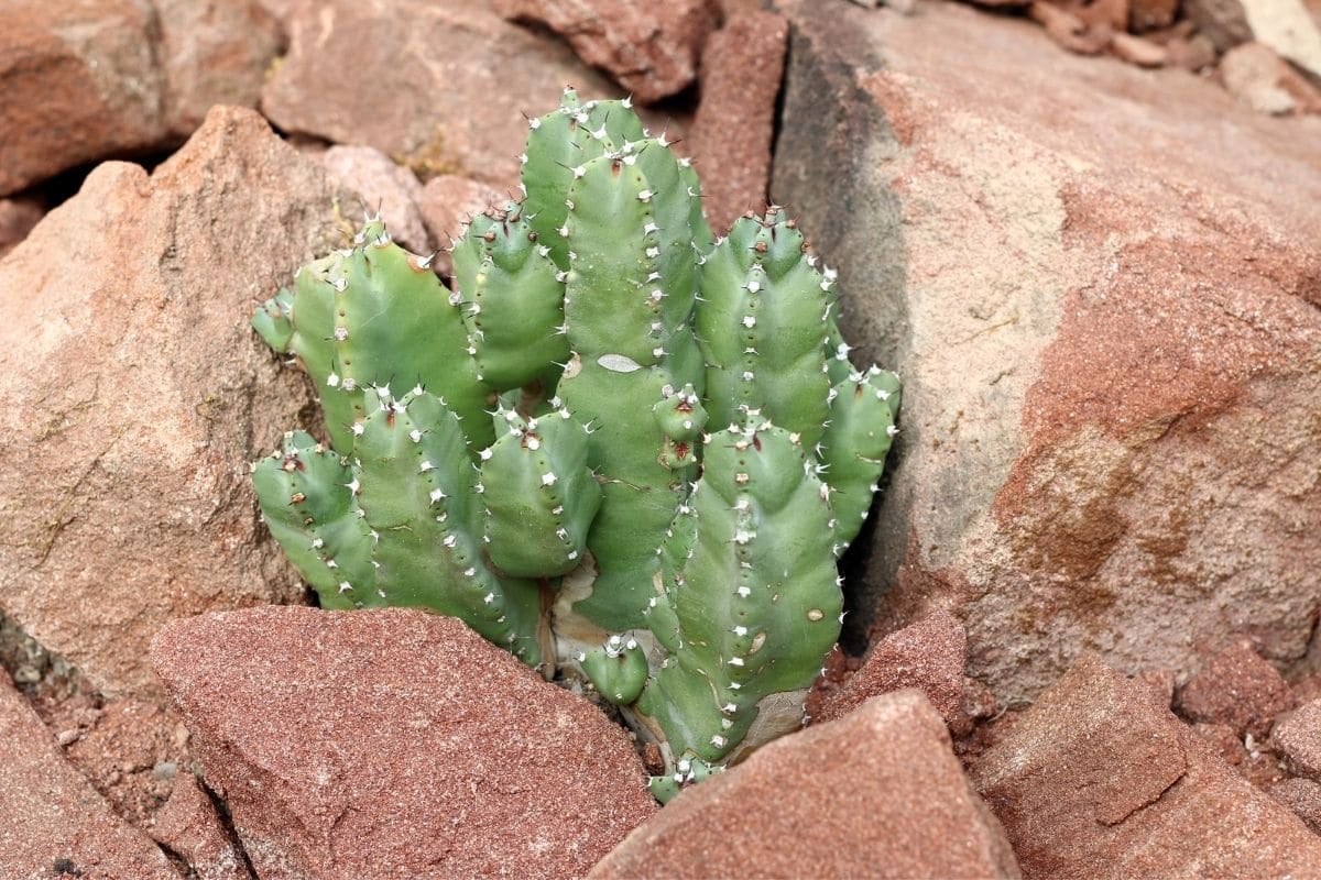 Euphorbia resinifera