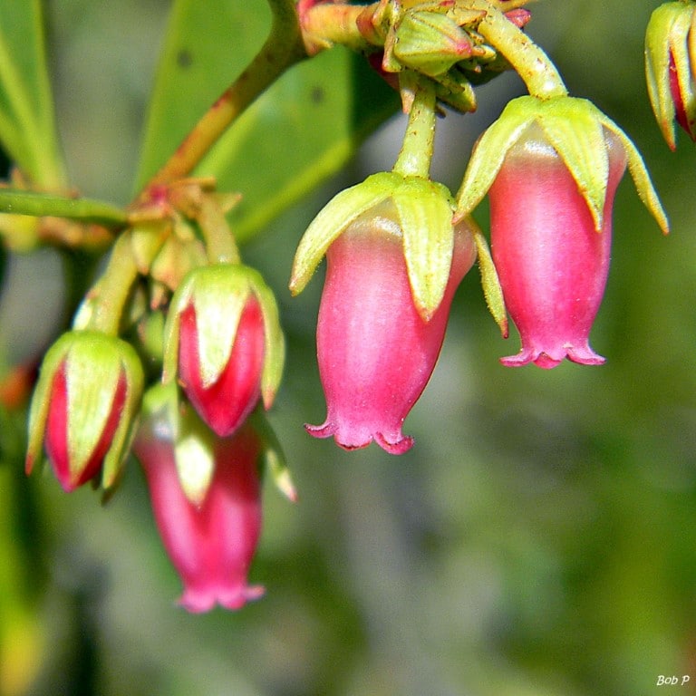 fetterbush lyonia lucida