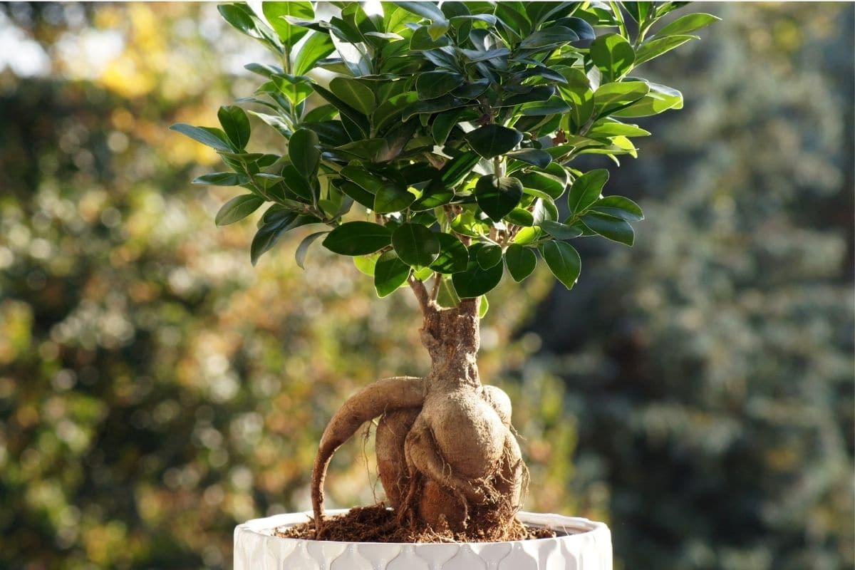 Ficus Microcarpa Ginseng Bonsai