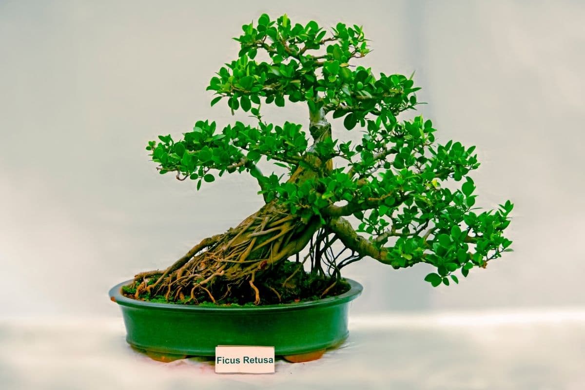 Bonsai Tree Turning Brown?