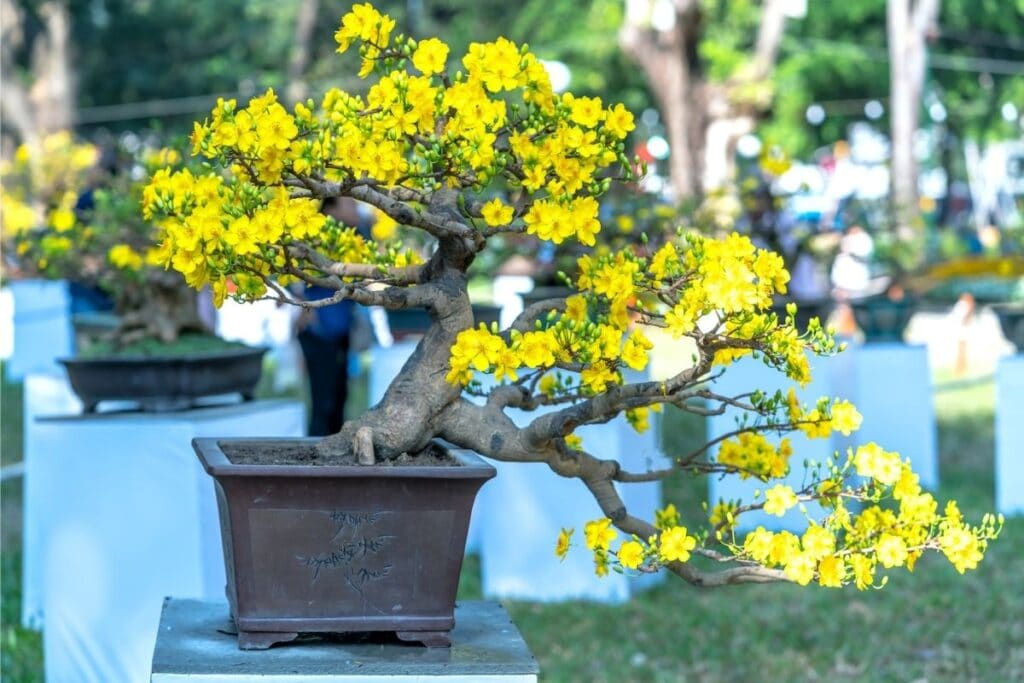 flowering bonsai trees