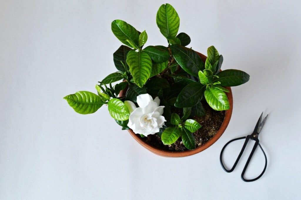 Gardenia Bonsai Care And Grow Tips A Detailed Guide For Beginners Florgeous