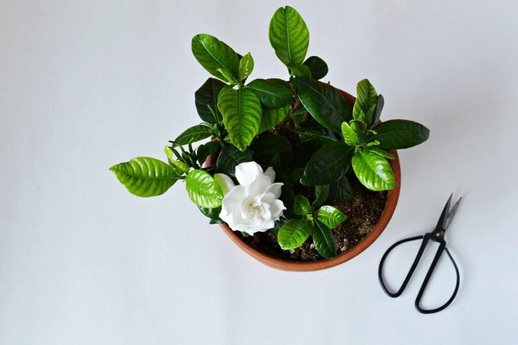 gardenia bonsai