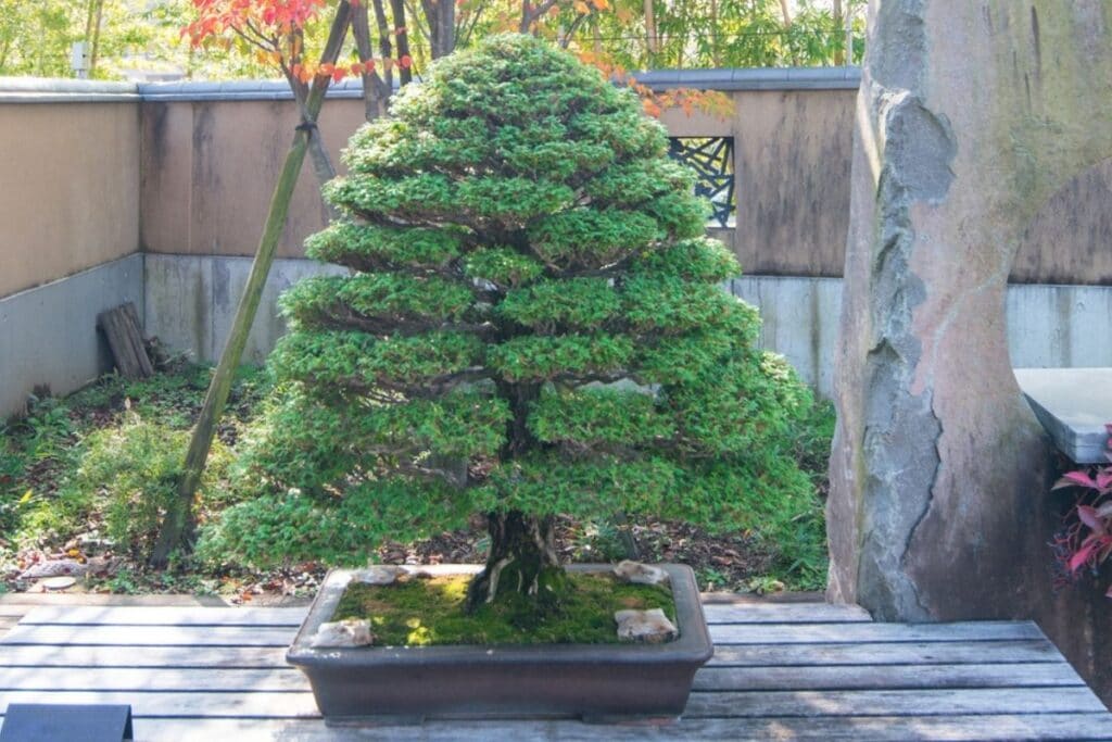 hinoki false cypress bonsai