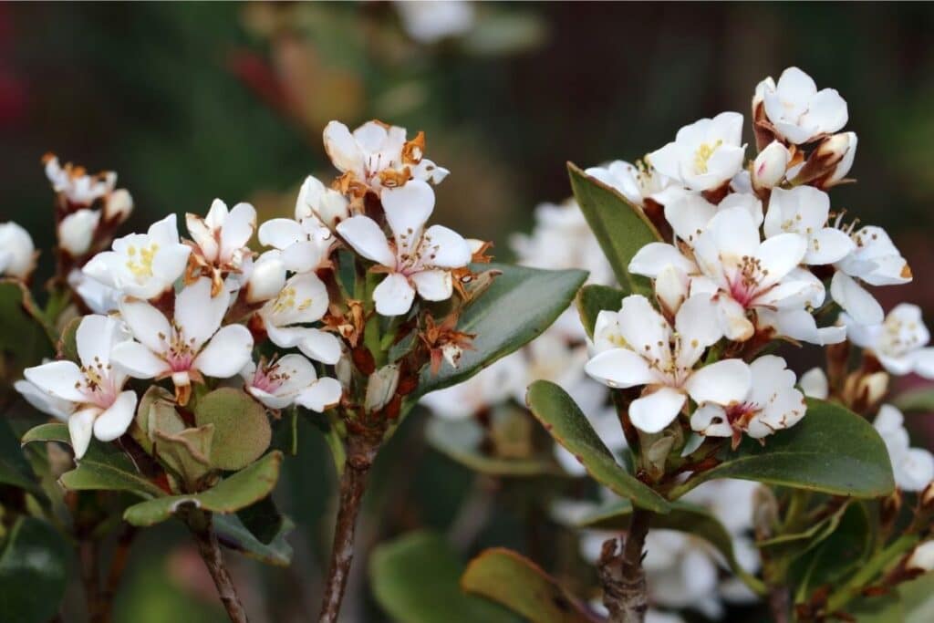 Indian Hawthorn Rhaphiolepis Indica Grow And Care Tips Florgeous