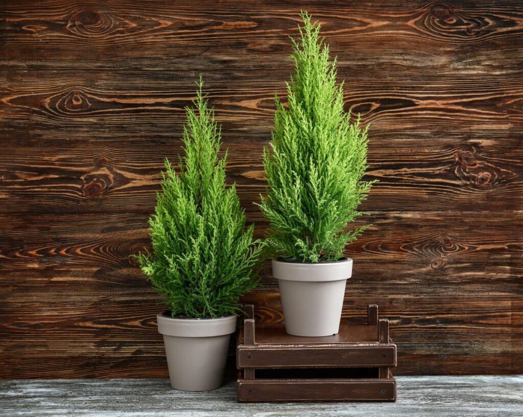 Lemon Cypress Bonsai Tree (Cupressus Macrocarpa): Growing and Caring ...