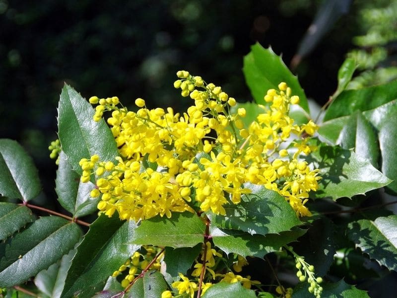 mahonia aquifolium