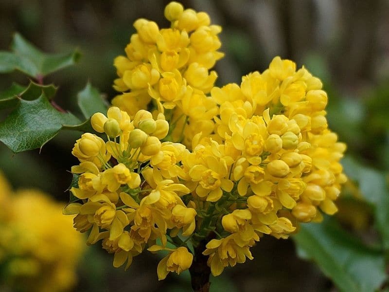 mahonia flower