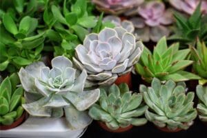 Monocarpic Succulents: Types, How To Grow and Care | Florgeous