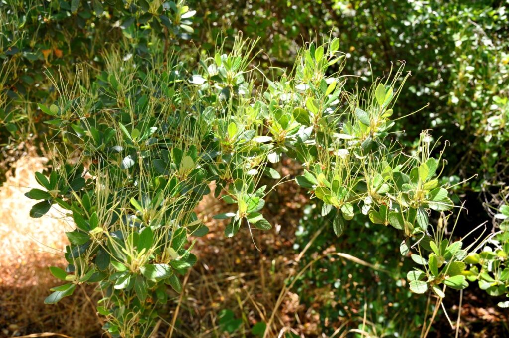 mountain mahogany