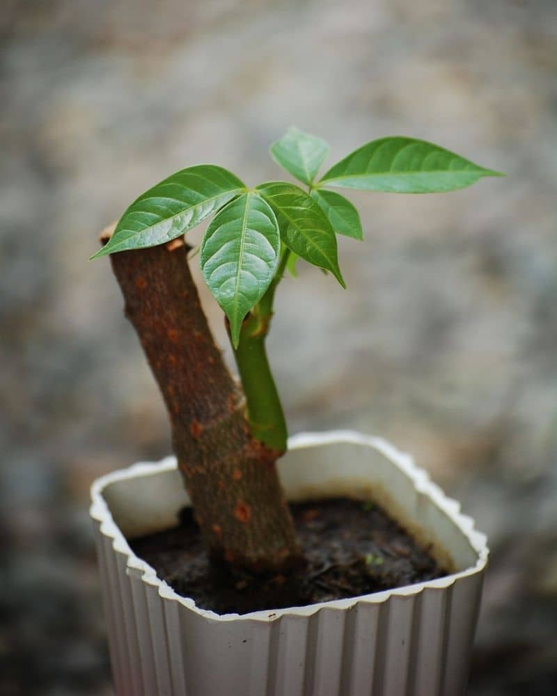 pachira aquatica bonsai