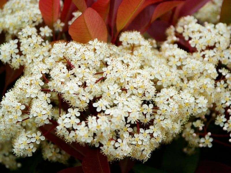 photinia flowers