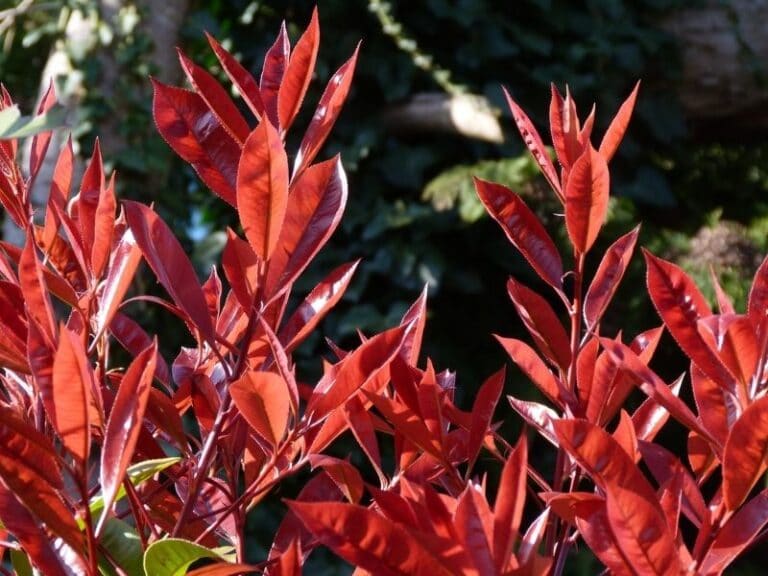 Photinia (Photinia x fraseri): Types, How To Grow and Care | Florgeous