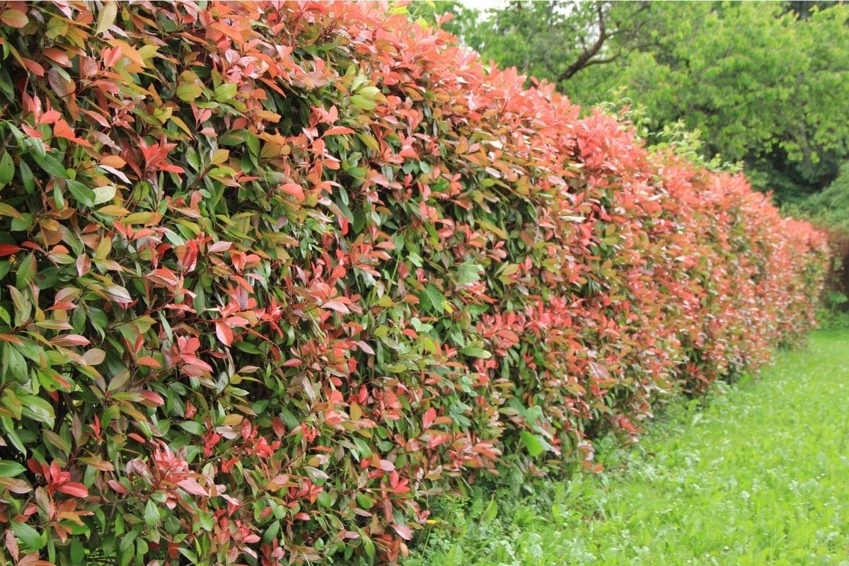 jord kim Gå glip af How To Grow and Care for Photinia (Red Tips Shrub) Successfully