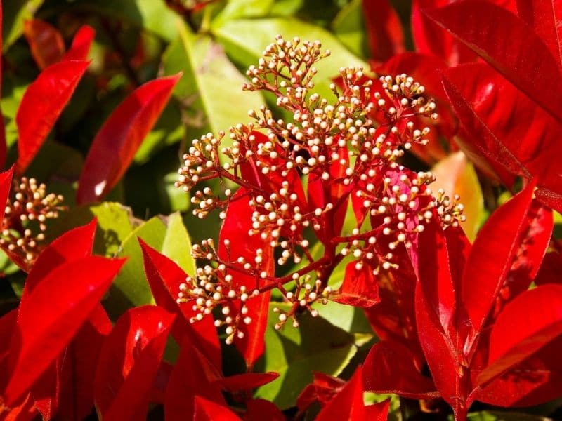 red tips shrub