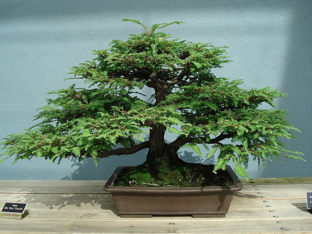 redwood bonsai