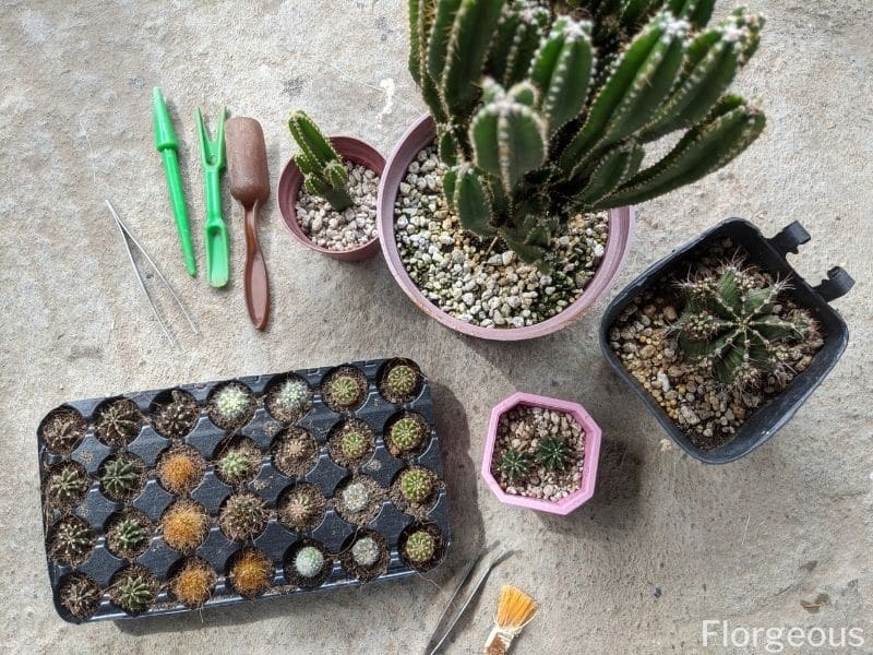 replanting cacti