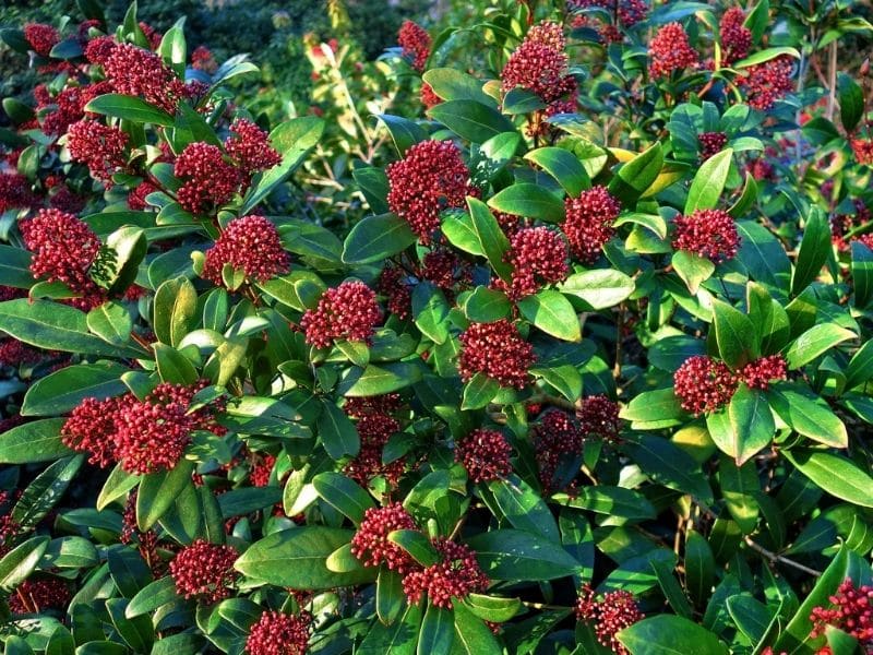 How To Grow and Care for Skimmia (Skimmia japonica) | Florgeous