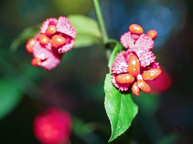 strawberry bush