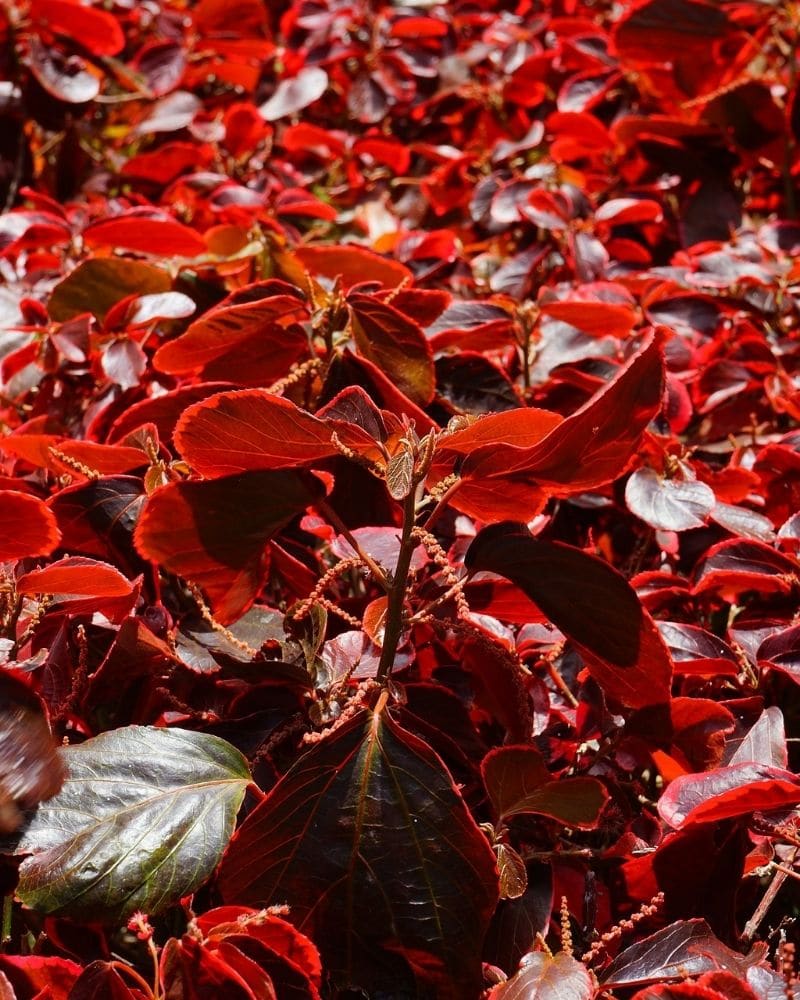 acalypha spp