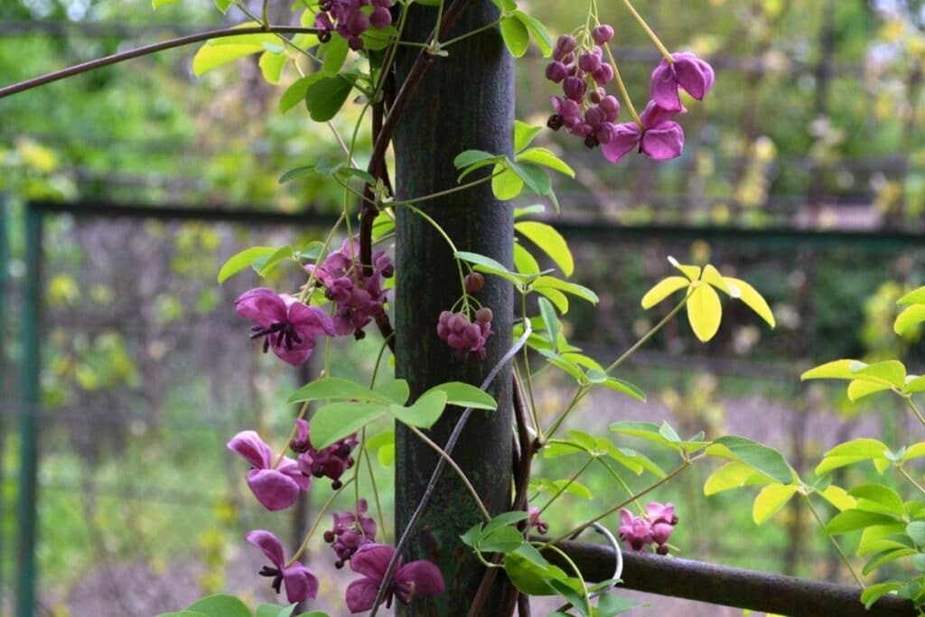 spontaan Diagnostiseren groet How to Grow and Care for Chocolate Vine (Akebia quinata) | Florgeous