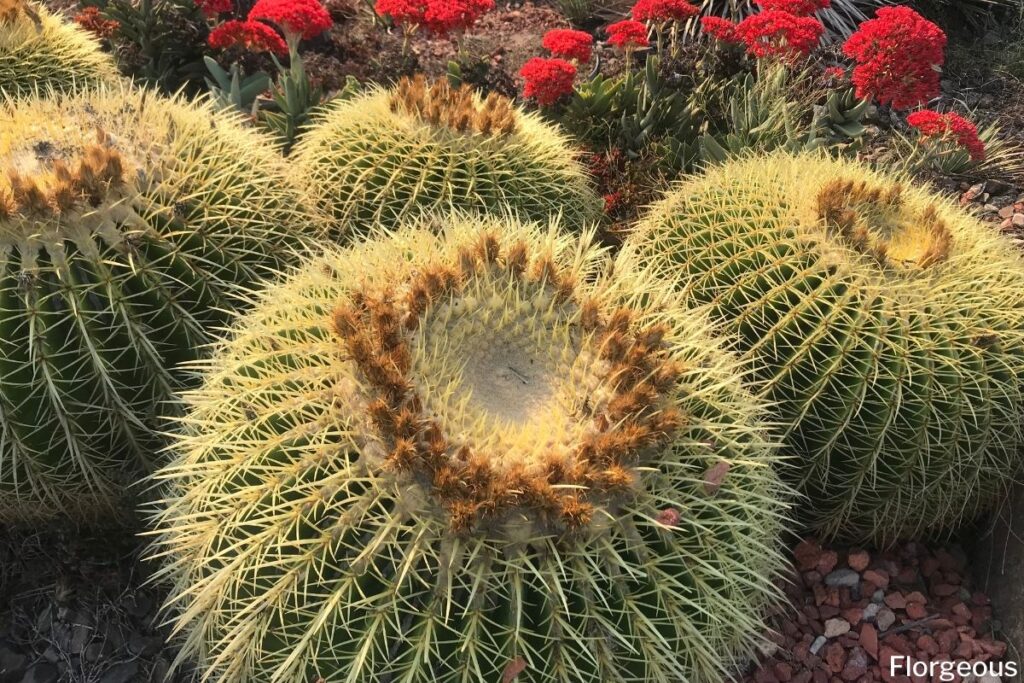 echinocactus grusonii