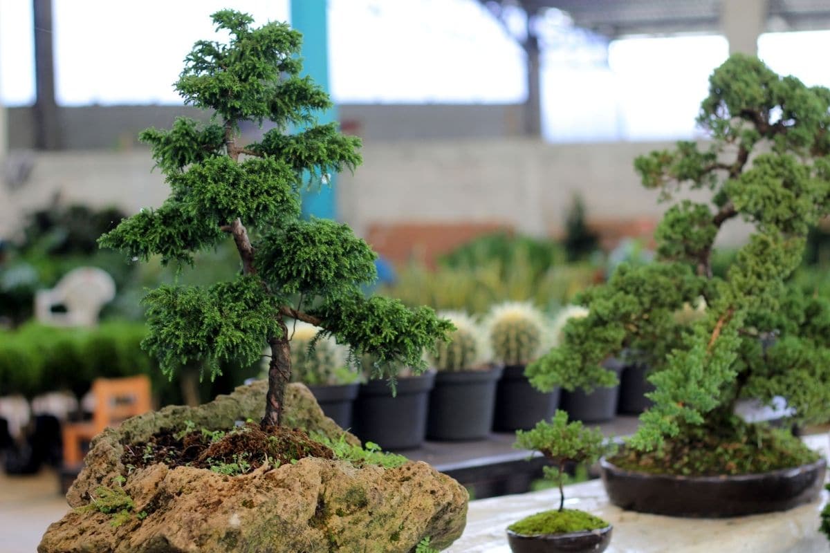 18 Most Expensive Bonsai Trees In The World You Should Know   Florgeous