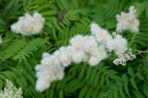 False Spirea (Sorbaria sorbifolia): How To Grow and Care | Florgeous