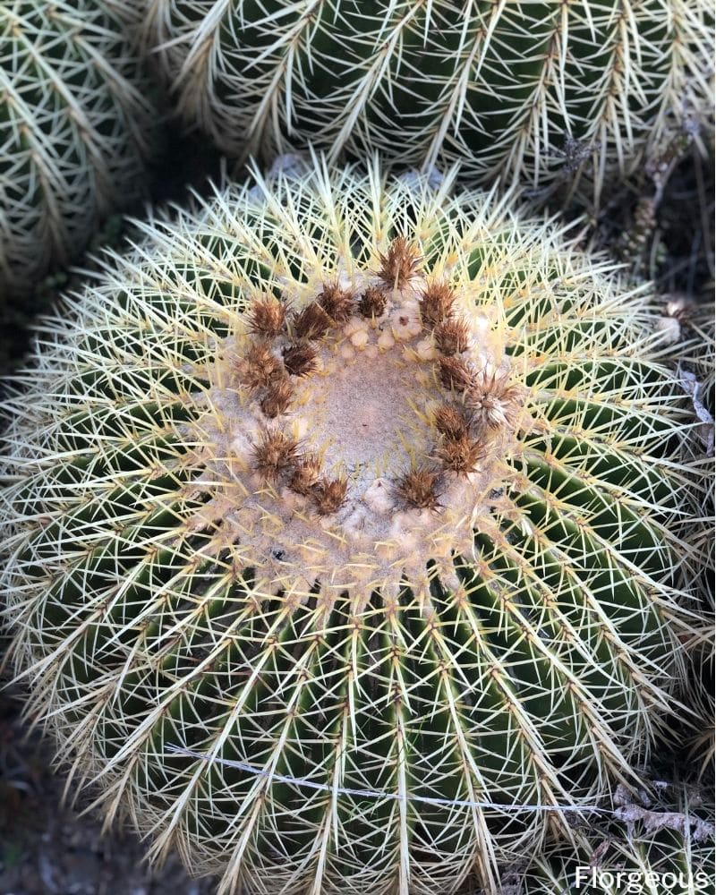golden barrel cactus care