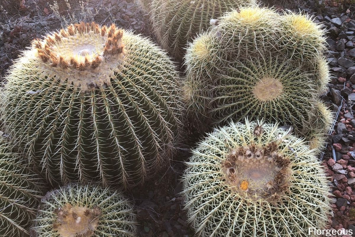 How To Grow And Care For Golden Barrel Cactus Echinocactus Grusonii Florgeous