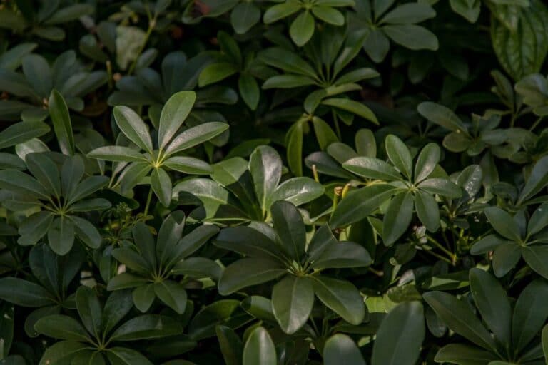 Hawaiian Umbrella Bonsai Tree (Schefflera arboricola) How to Grow and