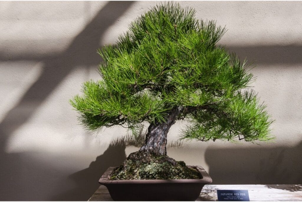 Japanese red pine bonsai