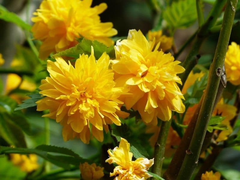 Japanese Kerria (Kerria japonica) Types, How To Grow and Care