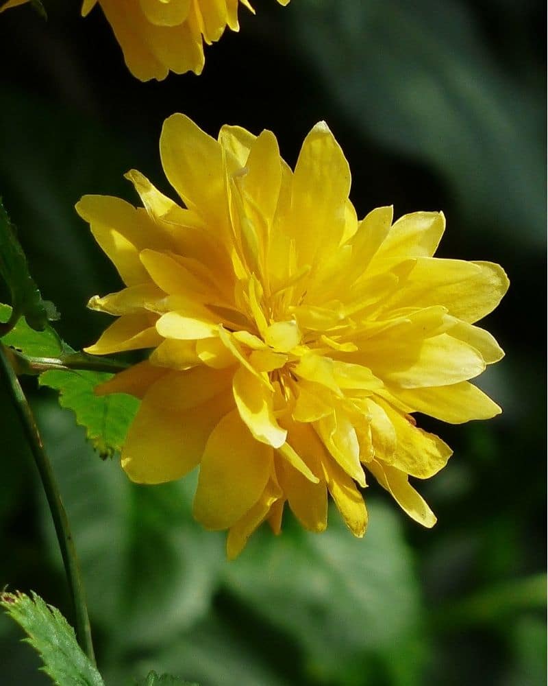 Kerria japonica