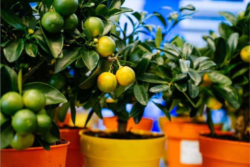 How To Grow And Care For Lemon Tree Bonsai Successfully Florgeous