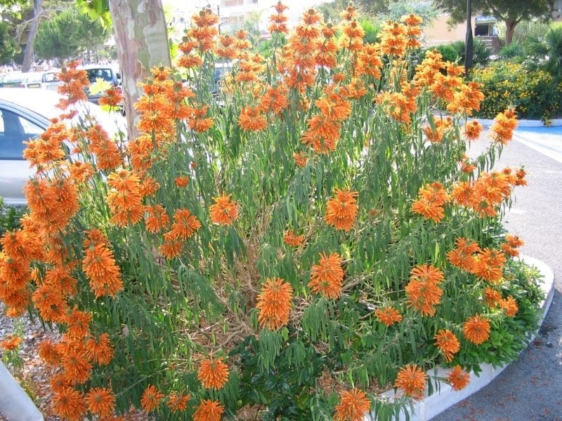 leonotis leonurus