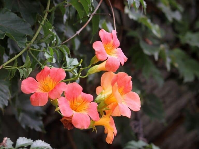 How to Identify, Grow, and Care for Trumpet Vine (Campsis radicans
