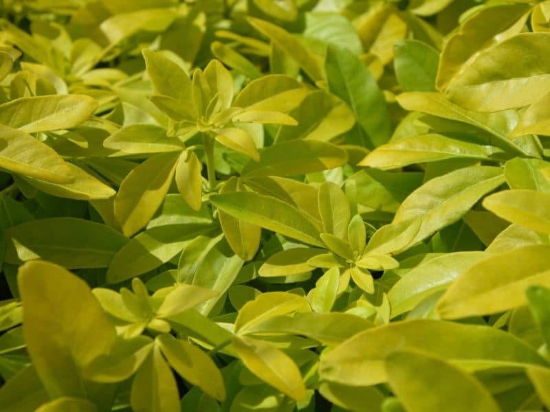 pittosporum hedge