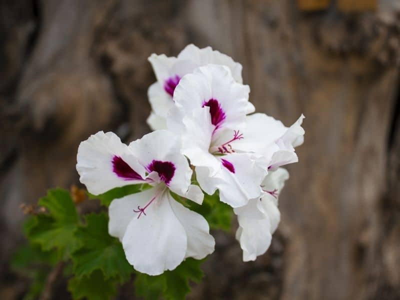 regal pelargonium